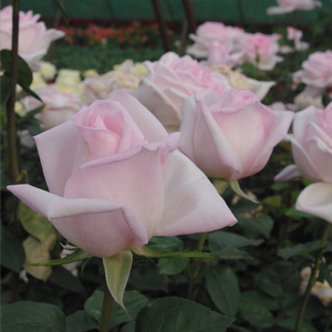 Roz de culoarea porţelanului - trandafir teahibrid